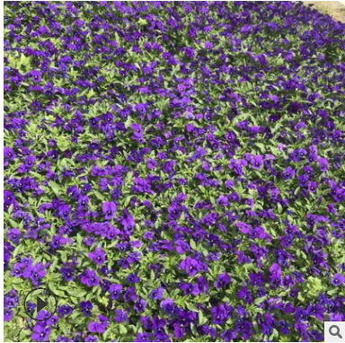 供應優質時令草花矮牽牛 綠化工程 量大從優