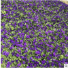 供應優質時令草花矮牽牛 綠化工程 量大從優