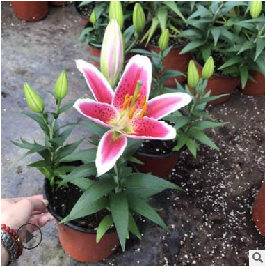 山東青州基地直銷百合花 盆裝3棵 可批發 質量好