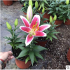 山東青州基地直銷百合花 盆裝3棵 可批發 質量好