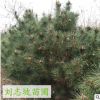 油松 專業(yè)基地優(yōu)質(zhì)天然油松苗 自產(chǎn)直銷優(yōu)質(zhì)造型油松苗 基地批發(fā)