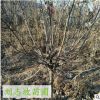 山楂樹果樹 肉質(zhì)細嫩 可盆栽 品種齊全 成活率高 甜山楂樹
