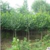 北京苗圃供應(yīng)苗木樹苗 絲錦木 送貨上門保成活可負(fù)責(zé)栽植 可開票