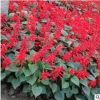 北京批發(fā)節(jié)日花壇草花 串紅 送貨上門 可負(fù)責(zé)栽植 可開票
