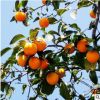 北京苗圃供應(yīng)苗木果樹 小柿子樹 形好送貨上門可負(fù)責(zé)栽植 可開票