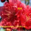 紫葉碧桃樹苗 紅葉碧桃重瓣嫁接紫葉桃紅葉桃苗庭院綠化小苗植物