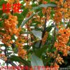 桂花樹1到15公分桂花大樹盆栽花卉庭院綠植同城免費(fèi)提供種植技術(shù)