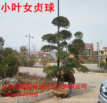 小葉女貞造型盆景 綠化苗木 庭院栽植四季常青小葉女貞造型樹