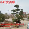 小葉女貞造型盆景 綠化苗木 庭院栽植四季常青小葉女貞造型樹