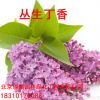 丁香花苗 庭院陽(yáng)臺(tái)盆栽地栽植物 丁香花樹苗 盆栽花卉開(kāi)花綠植