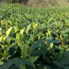 供應(yīng)新品種茶苗 白牡丹
