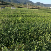 供應(yīng)龍井系列茶苗 龍井43 龍井長葉 中茶108