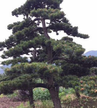 專供各類工程綠化苗木 苗圃栽培苗木 品種繁多 規(guī)格齊全 廠家直銷