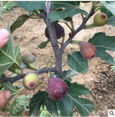 無花果樹苗 四季水果苗果樹苗南方北方室內盆栽陽臺種植當年結果