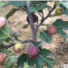 無花果樹苗 四季水果苗果樹苗南方北方室內(nèi)盆栽陽臺種植當(dāng)年結(jié)果