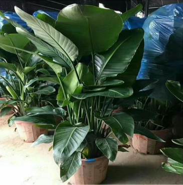 室內大型綠植花卉 天堂鳥盆栽植物 鶴望蘭 吸甲醛 凈化空氣