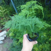 批發(fā)辦公室創(chuàng)意綠植盆栽 矮文竹 90迷你植物花卉盆栽