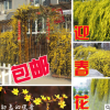 迎春花苗木庭院盆栽耐寒花卉樹樁造型盆景室內(nèi)開花植物攀援花卉