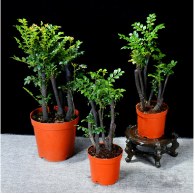 小葉紫檀盆景樹(shù)苗紫檀樹(shù)苗批發(fā)四季常青植物室內(nèi)耐寒盆栽花卉綠植