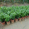白茉莉雙色茉莉非洲茉莉 重瓣茉莉綠植花卉室內外盆栽