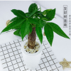 發(fā)財樹室內(nèi)招財綠植花卉植物客廳發(fā)財樹盆栽小盆景四季常青植物