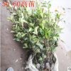 紅葉石楠綠化苗 四季常青庭院綠化苗木 樹苗紅羅賓紅葉石楠籬笆苗