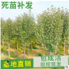 矮化柱狀蘋果樹苗 紅富士蘋果苗 直供新疆3-5公分蘋果樹占地用苗