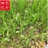 基地直銷優質水生植物香蒲 凈化水體 花卉荷塘綠化苗木品種齊全