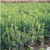 基地批發(fā)大葉黃楊 園林工程各種綠植大葉黃楊綠化工程苗品種齊全