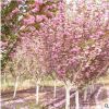 批發櫻花樹 3公分早晚櫻花木批發 日本櫻花樹苗 風景樹園林植物