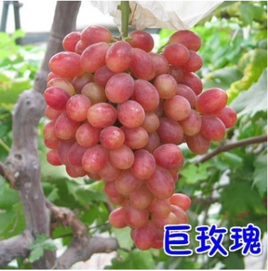 盆栽 地栽葡萄苗 果樹苗 葡萄樹苗 南方北方種植當(dāng)年結(jié)果