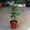 室內盆栽綠植花卉名貴四季茶花苗山茶樹苗大苗批發當年開花