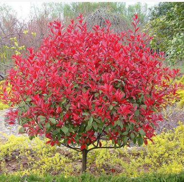 紅葉石楠批發(fā)叢生紅葉石楠直銷量大優(yōu)惠