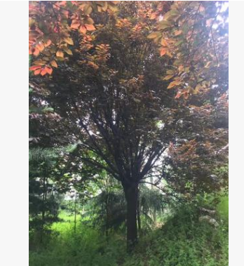 陜西15公分紫葉李批發(fā)成都貴州紫葉李基地
