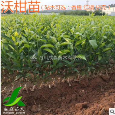 沃柑苗 香橙砧木嫁接沃柑樹苗批發(fā) 營養(yǎng)袋苗晚熟柑桔四川沃柑苗