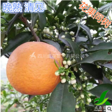 清見苗 四川嫁接清見桔橙果樹苗 基地供應(yīng)嫁接雜柑 晚熟清見臍橙