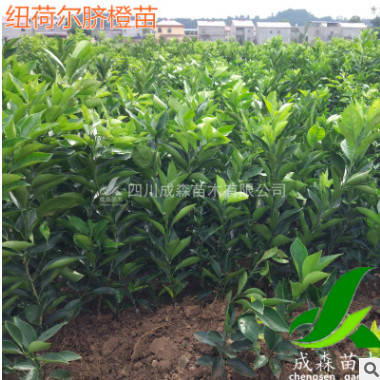 紐荷爾臍橙苗 四川嫁接臍橙樹苗批發(fā) 嫁接紐荷爾樹苗