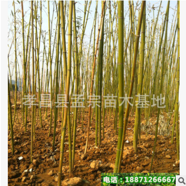 批發(fā)園林用竹子 窩竹 桂竹 規(guī)格齊全 現(xiàn)貨充足 歡迎來電選購(gòu)
