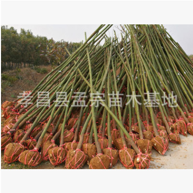 銷售米徑3公分香樟 3cm樟樹 占地香樟 規(guī)格齊全 四季常綠 生長(zhǎng)快