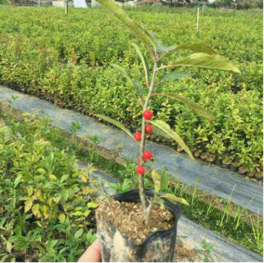 北美冬青小苗 根系發達 提供種植技術