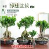 批發(fā)大榕樹盆栽 人參榕樹盆景樹樁 小葉榕室內(nèi)創(chuàng)意綠植 吸收甲醛