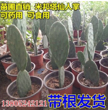 批發(fā)正宗墨西哥米邦塔食用仙人掌苗 盆栽苗木 多肉植物 消炎 美容