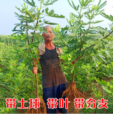 無花果樹苗盆栽地栽無花果苗南方北方種植庭院植物當(dāng)年結(jié)果苗樹苗