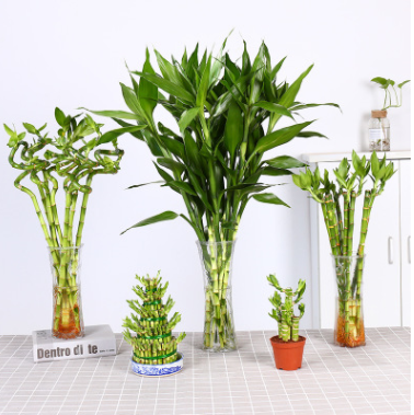 室內(nèi)植物水培富貴竹觀音竹綠植盆栽轉(zhuǎn)運(yùn)竹節(jié)節(jié)高四季常青好養(yǎng)花卉