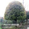 場地直銷桂花樹 八月桂花綠化火紅丹桂 金桂花樹批發 規格齊全