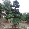 湖南精品造型羅漢松 羅漢松造型樹 庭院綠化高檔造型植物