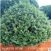 茶花苗批發 紅山茶樹苗 綠化工程四季常青 庭院觀花植物 規格齊全