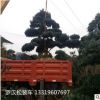 工程綠化樹羅漢松 造型羅漢松樹樁 移植地栽苗木批發 成活率高