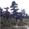 批發造型紅花繼木樹樁 紅繼木古樁 工程園林彩葉風景s 成活率高