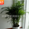 高檔觀葉植物室內大型綠植 散尾葵盆栽客廳辦公室鳳尾竹凈化空氣